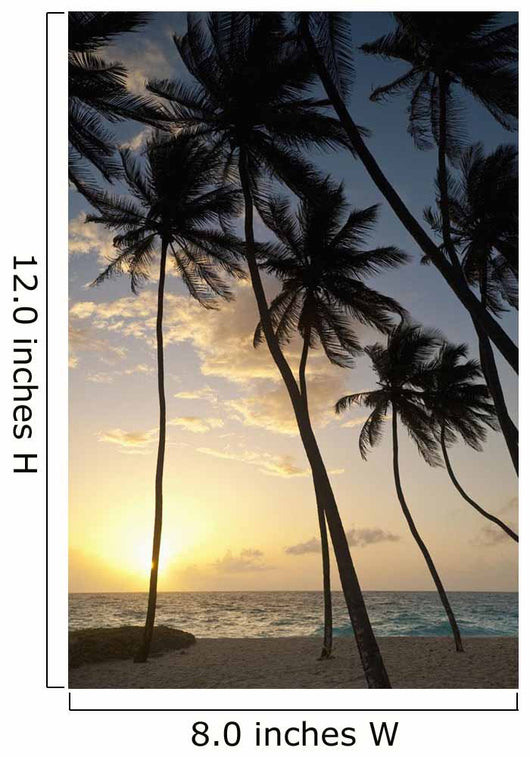 Barbados Silhouette Palm Trees Wall Decal