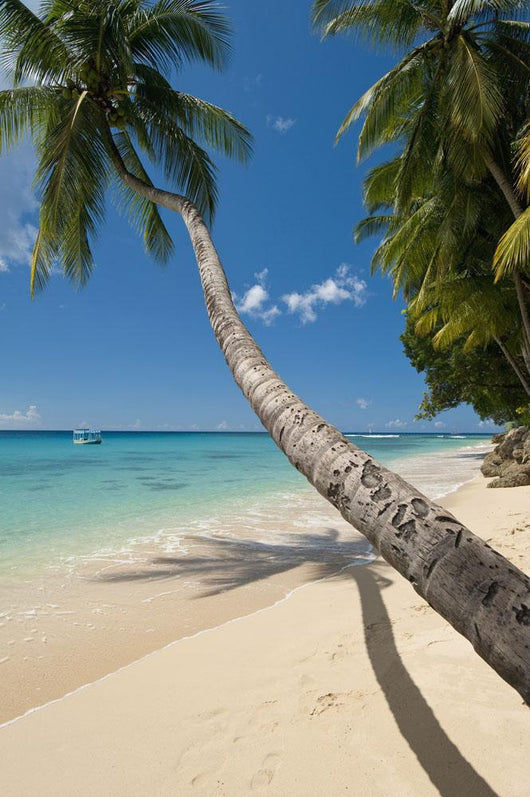 Barbados Palm Tree Leaning Wall Decal 3