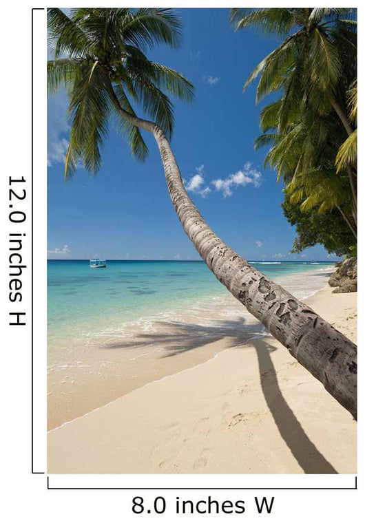 Barbados Palm Tree Leaning Wall Decal 3