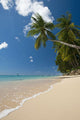 Barbados Palm Tree Leaning Wall Decal 2