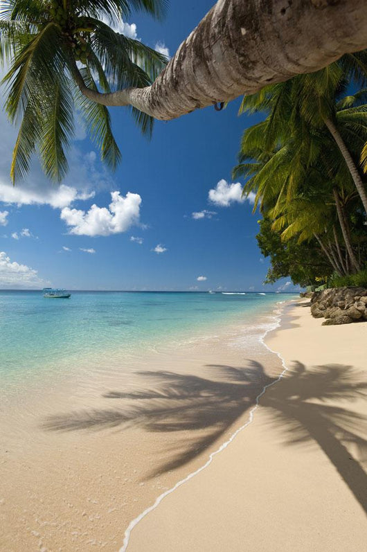 Barbados Palm Tree Leaning Wall Decal 1