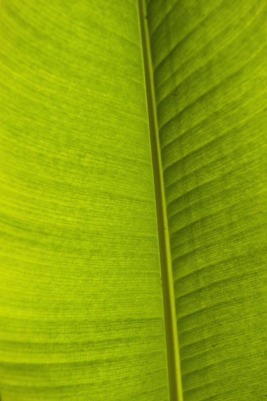 Barbados Detail Banana Leaf Wall Decal