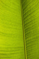 Barbados Detail Banana Leaf Wall Decal