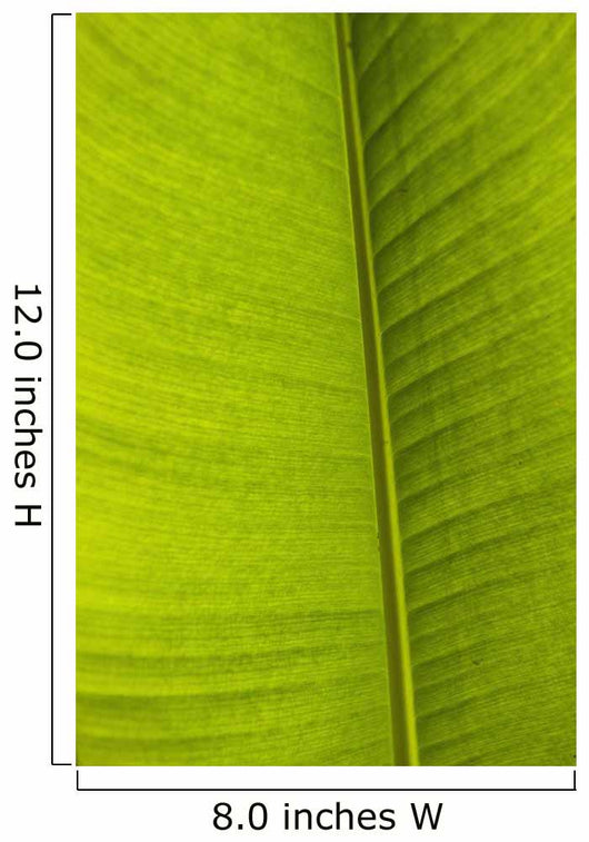 Barbados Detail Banana Leaf Wall Decal