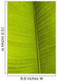 Barbados Detail Banana Leaf Wall Decal