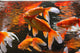Golden Fishes Wall Mural