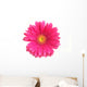 Pink Gerbera