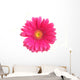Pink Gerbera