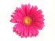 Pink Gerbera