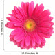 Pink Gerbera