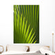 Detail Palm Tree Grenada Wall Decal