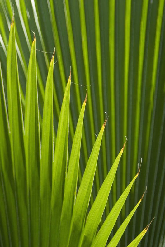Detail Palm Tree Grenada Wall Decal