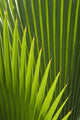 Detail Palm Tree Grenada Wall Decal