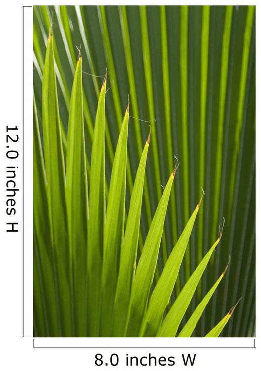 Detail Palm Tree Grenada Wall Decal