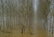 Plantation Wall Mural