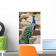 Peacock Wall Mural