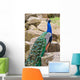 Peacock Wall Mural