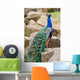 Peacock Wall Mural