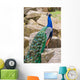 Peacock Wall Mural