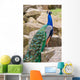 Peacock Wall Mural
