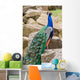 Peacock Wall Mural