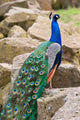 Peacock Wall Mural