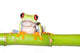 red eyed tree frog on bamboo Wall Decal