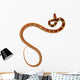 Couleuvre Fond Blanc Wall Mural