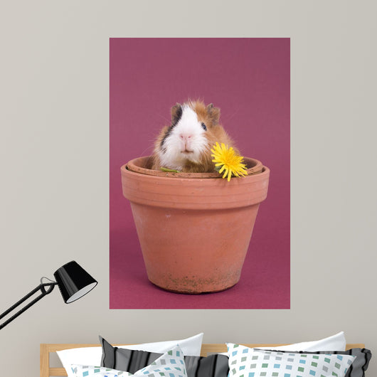 bÃ©bÃ© cobaye dans un pot de fleur Wall Mural