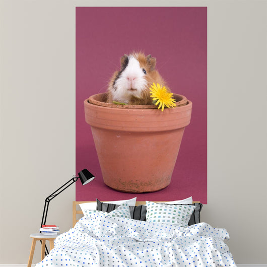 bÃ©bÃ© cobaye dans un pot de fleur Wall Mural
