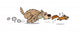 Dog Chasing Squirrel Wall Decal
