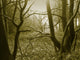 Misty Wood Wall Decal