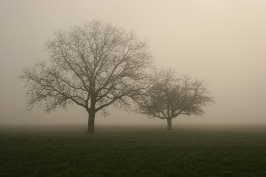 nebel im feld Wall Mural