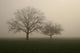 nebel im feld Wall Mural