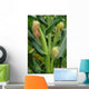 Corn Stalk in a Corn Field on the Island of Pico Wall Mural