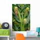 Corn Stalk in a Corn Field on the Island of Pico Wall Mural
