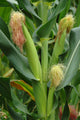 Corn Stalk in a Corn Field on the Island of Pico Wall Mural