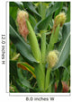 Corn Stalk in a Corn Field on the Island of Pico Wall Mural