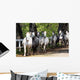 Lipizzan Horses
