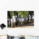 Lipizzan Horses
