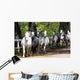 Lipizzan Horses