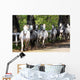 Lipizzan Horses