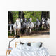 Lipizzan Horses