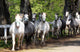 Lipizzan Horses