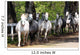Lipizzan Horses