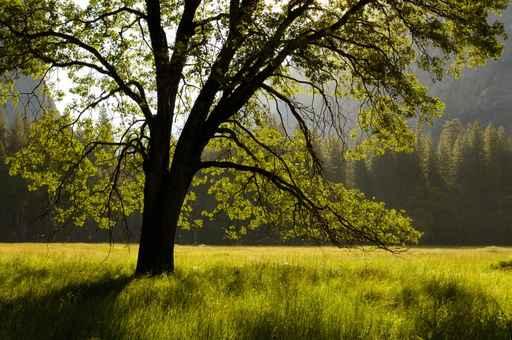 Summer Forest Wall Decal