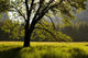 Summer Forest Wall Decal