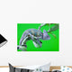 Chameleon Wall Mural