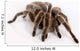 Ngstliche Vogelspinne