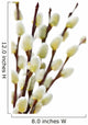 Spring pussy willows Wall Decal